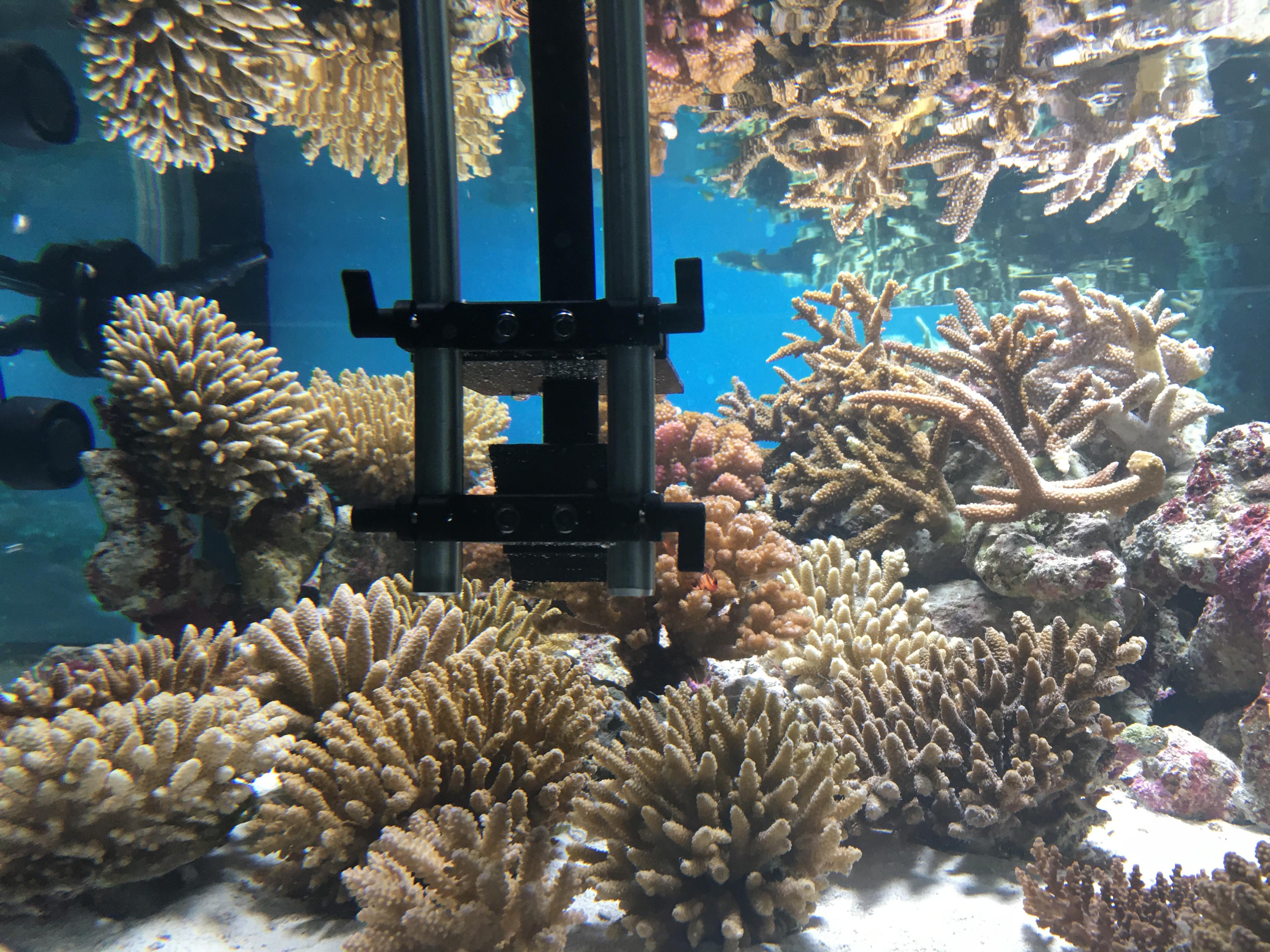Unterwasseraufnahmen 