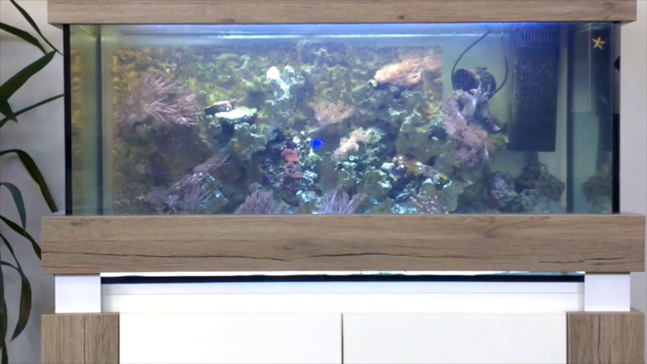 Automatische Scheibenreinigung an einem Aquarium